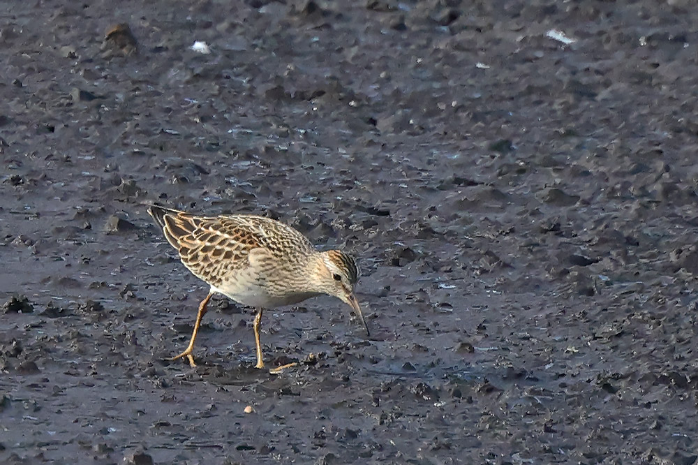 Pectoral sandpiper